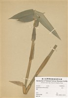 藏品(麻竹)的圖片